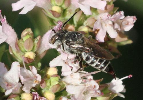 Réf. 209 452 : Coelioxys echinata